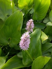 Pink pickerel rush for sale  Lumberton