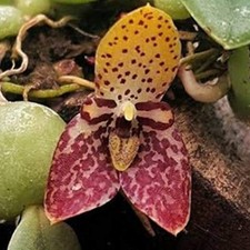 Trias bulbophyllum cambodia gebraucht kaufen  Ludwigshafen am Rhein