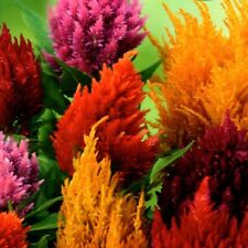 Steingarten blumen stauden gebraucht kaufen  Aulendorf