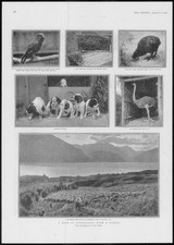 Estampa antiga 1902 - AUSTRÁLIA Colmeia Kiwi Kea Papagaio Setter Filhotes Avestruz (129) comprar usado  Enviando para Brazil