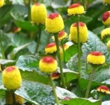 Acmella oleracea - Flor eléctrica - 500 semillas - seeds - Graines - spilanthes comprar usado  Enviando para Brazil