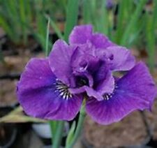 Siberian iris spindazzle for sale  LAMPETER