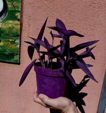 Tradescantia pallida erba usato  Caronia