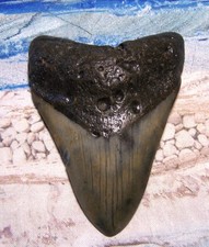 Megalodon shark tooth for sale  Hinesville