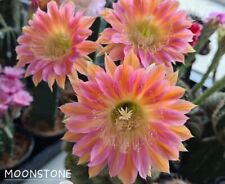 Echinopsis lobivia moon d'occasion  France