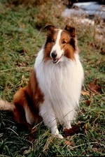 Filmdia lassie langhaarcollie gebraucht kaufen  Leer (Ostfriesland)