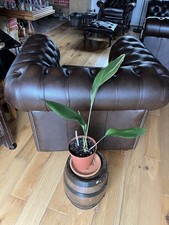 Aspidistra cast iron for sale  WADHURST