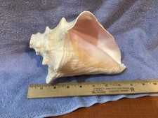 Beautiful conch music for sale  Defiance