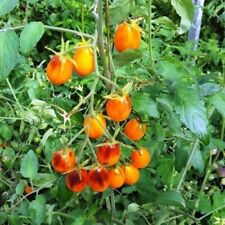 Tomatensamen indigo kumquat gebraucht kaufen  Leipzig