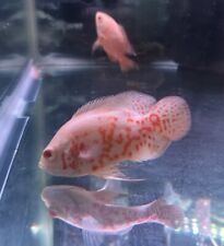 Oscar albino size for sale  Garden Grove