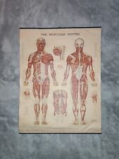 Vtg medical poster for sale  Arnold