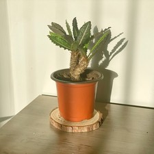 Euphorbia francoisii caudex for sale Euphorbia francoisii caudex for sale  WALSALL
