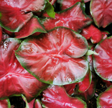 Zimmerpflanzen caladium royal gebraucht kaufen  Erfurt