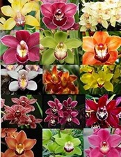 Cymbidium sp. 大花蕙兰 for sale  Chino