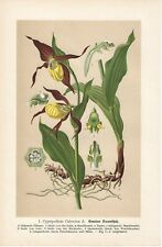 Stampa antica fiori usato  Lecco