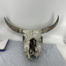 Old steer skull for sale  Cottonwood Falls