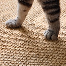 Large sisal cat for sale  UK