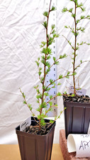 Japanese larch year for sale  La Grande