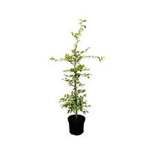 Carpinus betulus hainbuche gebraucht kaufen  Westerstede