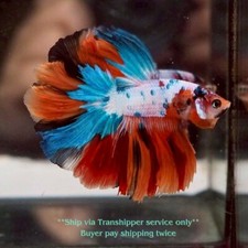 Halfmoon koi nemo d'occasion  Expédié en Belgium