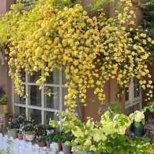 Sale2208 rose yellow gebraucht kaufen  Dettingen an der Erms