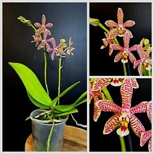 Mini phalaenopsis spider for sale  NOTTINGHAM