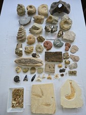 Fossiliensammlung teil text gebraucht kaufen  Luhe-Wildenau