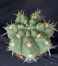cactus 4inch pot for sale cactus 4inch pot for sale Palm City