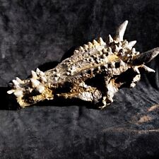 Crâne dracorex moulage d'occasion  Lalinde
