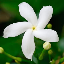 Gardenia jasminoides pinwheel for sale  UK