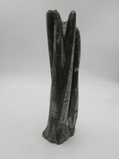 Orthoceras polished fossil for sale  KIDDERMINSTER