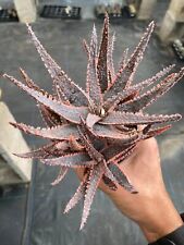 Aloe purple haze for sale  San Diego