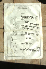 Mammifères pachydermes affich d'occasion  Brioude