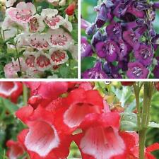 Penstemon plug plants for sale  IPSWICH