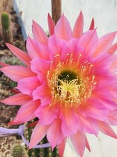 Echinopsis trichocereus hybrid usato  Vertova