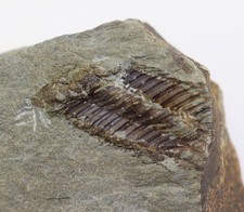 Trilobit koneprusia devon gebraucht kaufen  Weeze