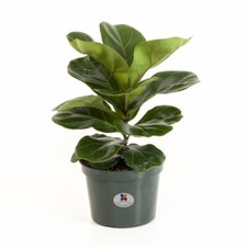 Fiddleleaf fig ficus for sale  Center