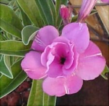Semi adenium obesum usato  Italia