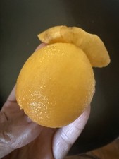 Fresh robust loquat for sale  Somis