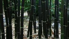 Giant black asper for sale  GLOUCESTER