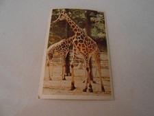 Figurina animali giraffa usato  Torino