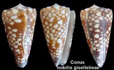 Coquillage collection conus d'occasion  Aix-en-Provence-