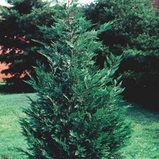 Leyland cypress trees d'occasion  Expédié en Belgium