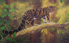 Jungle clouded leopard for sale  Glendale