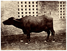 Vache étude peintre d'occasion  Pagny-sur-Moselle