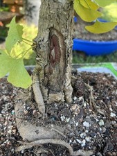 Old ginkgo biloba for sale  Grove City
