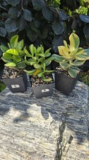 Grubosz CRASSULA ALBA Return Of Beauty Cv LEMON &LIME  ZESTAW na sprzedaż  PL