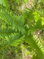 Live christmas fern for sale  Greeneville