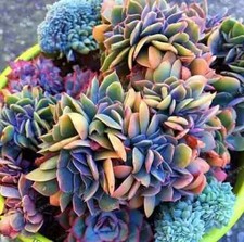 cacti succulents mini for sale cacti succulents mini for sale Rockville