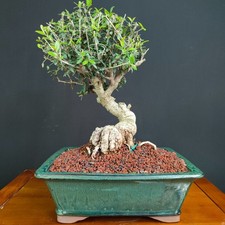 Bonsai shoin olivastro usato  San Pancrazio Salentino